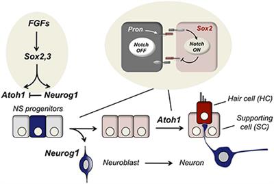 Signaling and Transcription Factors during Inner Ear Development: The Generation of Hair Cells and Otic Neurons